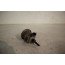 Verstuiver reductiemiddel 3.0 V6 TDI Audi A6, A7, A8, SQ5 Bj 10-18