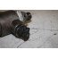 Brandstofpomp 2.0 TFSI Audi A4, A5, Q5, TT Bj 07-14