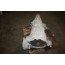 8-traps automaat RHV Audi S8 Bj 14-17