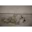 Ruitensproeiervloeistofreservoir Audi A3, S3, RS3 Bj 04-13