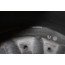 Steenslagbescherming RA Audi A6, S6, RS6, A7, S7, RS7, Q5 Bj 09-heden