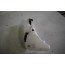 Ruitensproeiervloeistofreservoir Audi A6, S6, RS6, A7, S7, RS7 Bj 11-heden
