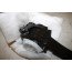 3-punts veiligheidsgordel achter zwart Audi A6, S6, A7, S7 Bj 11-14