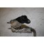 Koelvloeistofpijp 3.0 V6 TDI Audi Q5 Bj 17-heden