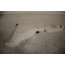 Sproeiervloeistofreservoir Audi A8, S8 Bj 10-13